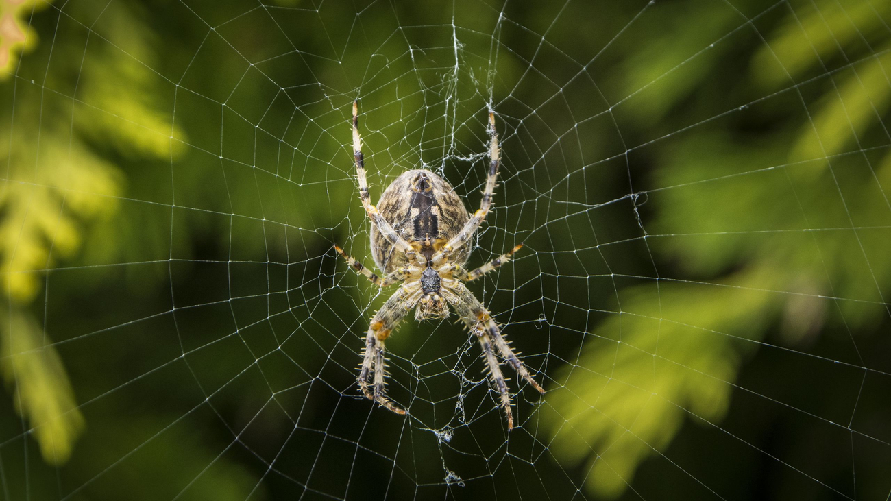 Паутина с пауком - Насекомые