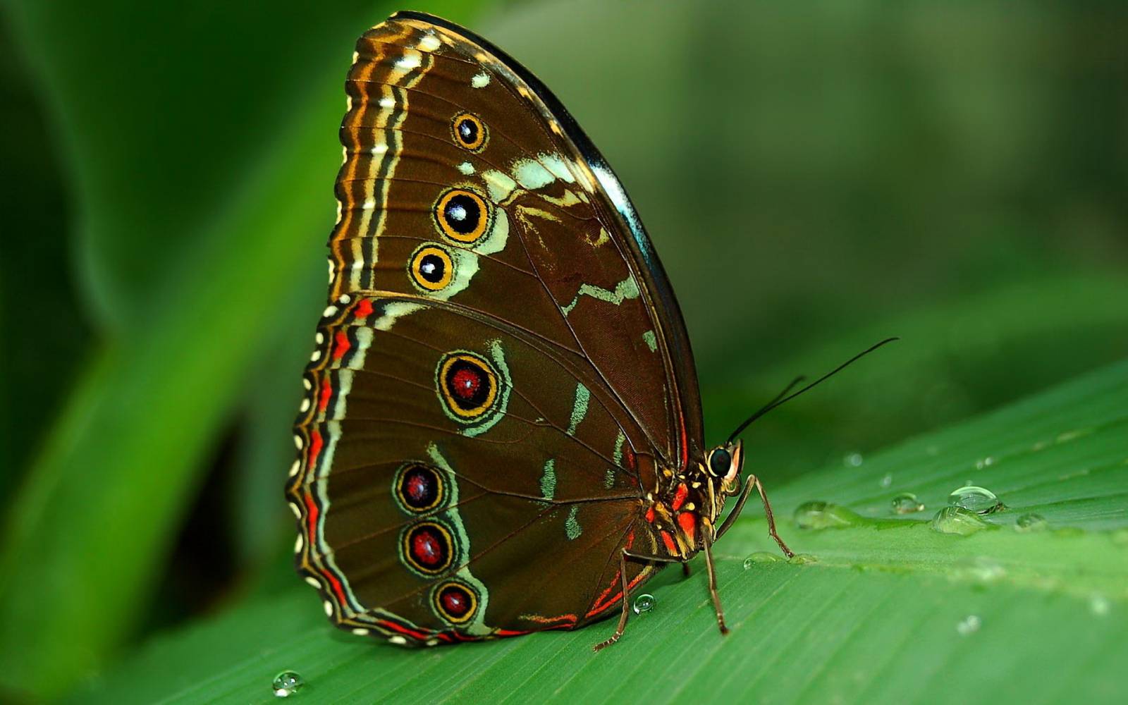 Бабочка Морфо - Насекомые