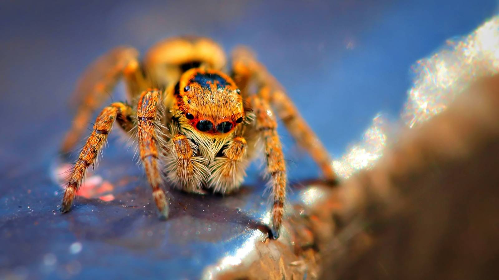 Фото паука макро - Насекомые