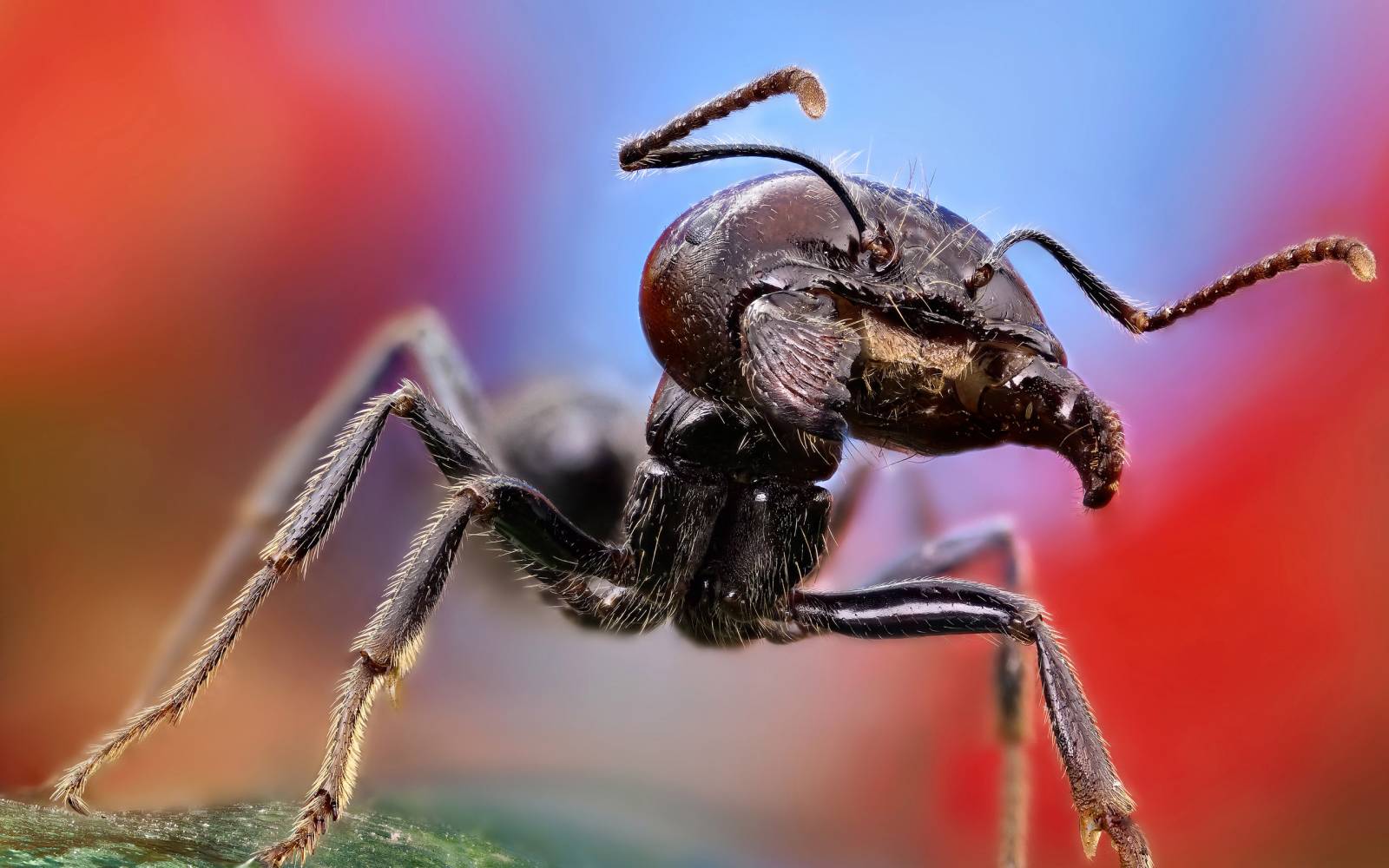 Макро муравей - Насекомые