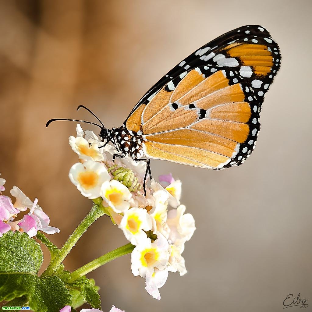 Бабочка - Насекомые