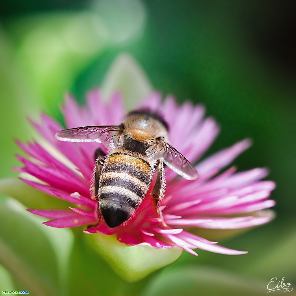 Пчела - Насекомые