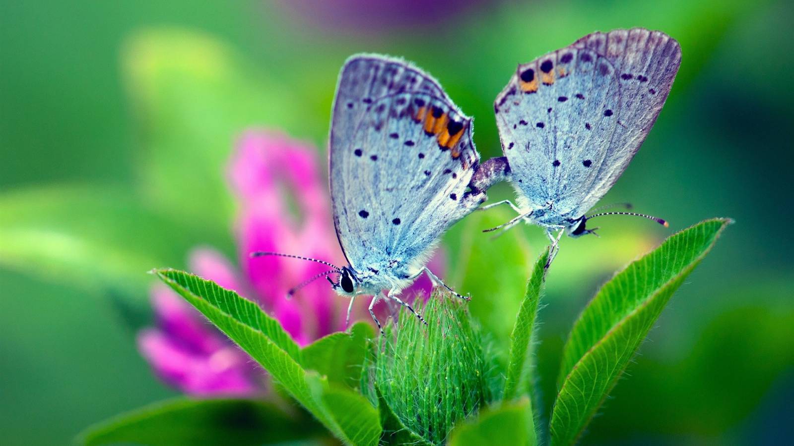 Обои с двумя бабочками - Насекомые