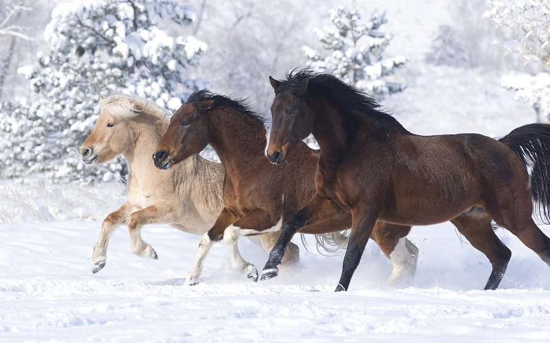 Тройка лошадей - Новогодние обои