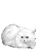 Картинка Белая кошка из коллекции Картинки анимация Маленькие картинки