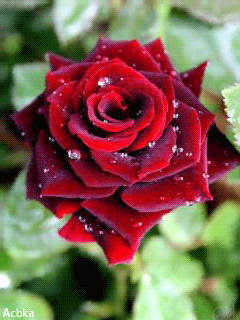 Розочка - Розы