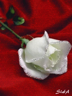 Белая роза на красном фоне - Розы