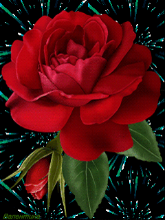 Красная роза - Розы