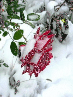 Картинка Розы под снегом из коллекции Анимация на телефон Розы