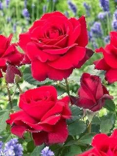 Нежные розы - Розы