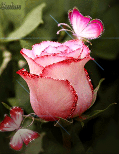 Блестящая роза - Розы