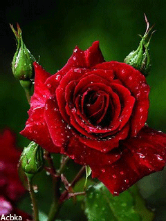 Роза с бутонами - Розы