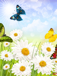 Ромашки анимашки с бабочками - Ромашки