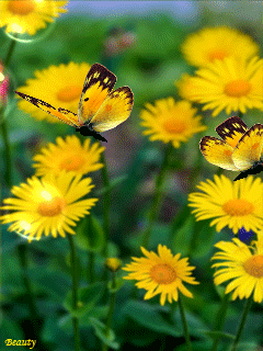 Одуванчики и бабочки - Цветы анимашки