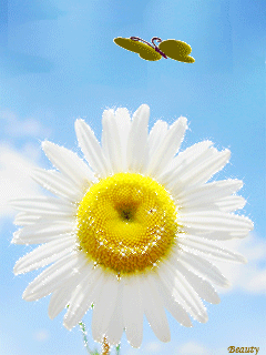 Картинка Солнечная ромашка из коллекции Анимация на телефон Цветы анимашки