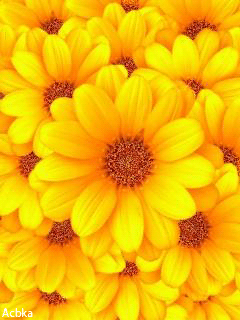 Желтые цветы - Цветы анимашки