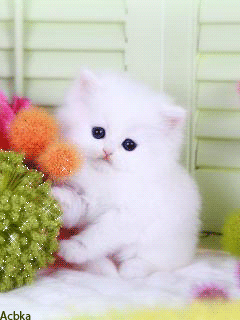 Белый котенок - Кошки анимашки