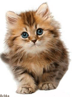 Милый котенок - Кошки анимашки