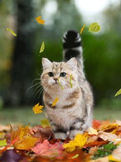 Котенок в листьях - Кошки анимашки