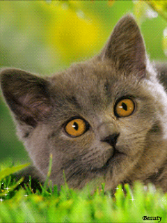 Картинка Британский котенок из коллекции Анимация на телефон Кошки анимашки