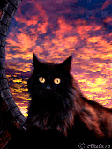 Картинка Черная кошка из коллекции Анимация на телефон Кошки анимашки
