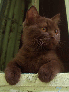 Шоколадный котенок - Кошки анимашки