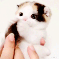 Милый котенок - Кошки анимашки