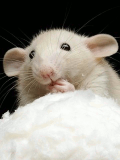 Картинка Белая крыса из коллекции Анимация на телефон Животные