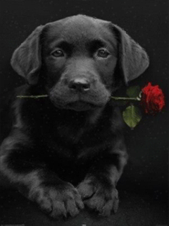 Картинка Собака с розой из коллекции Анимация на телефон Животные