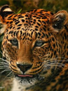 Картинка Леопард картинка из коллекции Анимация на телефон Животные