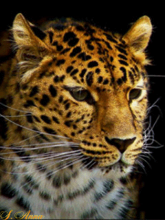 Картинка Взгляд леопарда из коллекции Анимация на телефон Животные