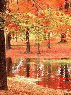 Картинка Осенний лес из коллекции Картинки анимация Природа