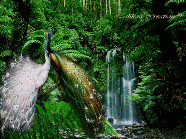 Картинка Павлин у водопада из коллекции Картинки анимация Природа