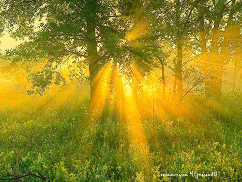 Солнечный лес - Природа